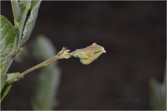 Crotalaria alata